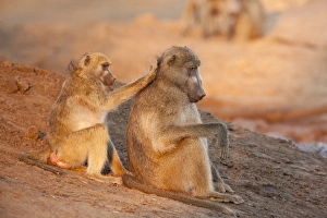 Grooming Prints: Africa, Botswana, Senyati Safari Camp. Two grooming baboons