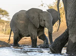 Waterhole Prints: Africa, Botswana, Senyati Safari Camp. Elephants at water hole