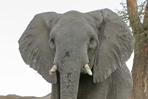 Images Dated 7th September 2017: Africa, Botswana, Senyati Safari Camp. Front portrait of adult elephant. Credit as