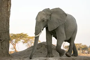 Images Dated 7th September 2017: Africa, Botswana, Senyati Safari Camp. Close-up of female elephant walking. Credit as