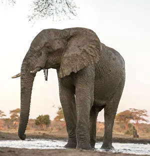 Images Dated 7th September 2017: Africa, Botswana, Senyati Safari Camp. Elephant at water hole
