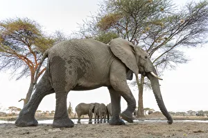 Images Dated 7th September 2017: Africa, Botswana, Senyati Safari Camp. Elephants at waterhole