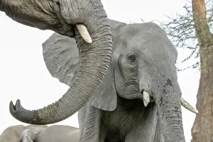 Images Dated 7th September 2017: Africa, Botswana, Senyati Safari Camp. Elephants at waterhole