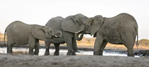 Images Dated 7th September 2017: Africa, Botswana, Senyati Safari Camp. Elephants at waterhole