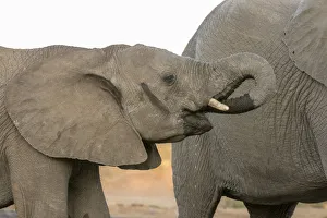 Images Dated 7th September 2017: Africa, Botswana, Senyati Safari Camp. Elephants at waterhole