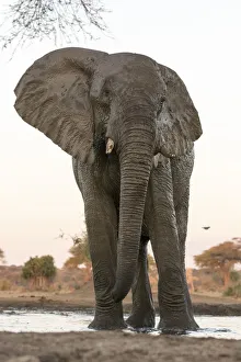 Images Dated 7th September 2017: Africa, Botswana, Senyati Safari Camp. Elephant at waterhole