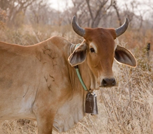 Africa, Botswana, Tsodilo Hills. Cow with bell. (UNESCO World Heritage Site) Credit as