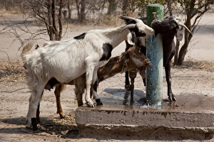 Africa, Botswana, Western Kalahari Desert, Tsodilo Hills. Goats drinking from a water pump
