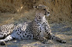 Africa. Cheetah (Acinonyx jubatus)