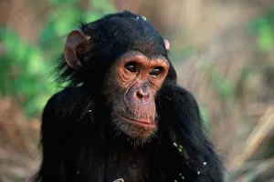 Chimpanzee Prints: Africa, East Africa
