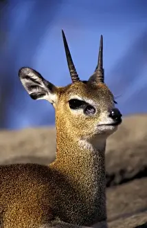 Outcropping Prints: Africa, East Africa. Klipspringer on rocky outcropping (Oreotragus oreotragus)