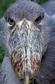 Images Dated 11th February 2005: Africa, East Africa, Shoebill