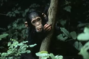 Images Dated 28th January 2004: Africa, East Africa, Tanzania, Gombe National Park, Chimpanzee. Infant female chimp, Flirt