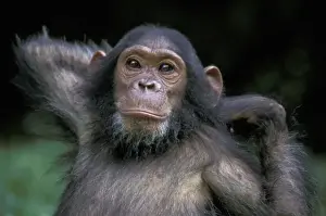 Images Dated 2nd November 2011: Africa, East Africa, Tanzania, Gombe National Park, Chimpanzee young female, Gaia