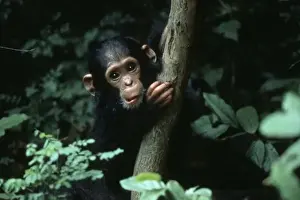 Precious Prints: Africa, East Africa, Tanzania, Gombe National Park, Chimpanzee. Infant female chimp, Flirt