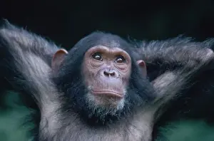 Africa, East Africa, Tanzania, Gombe National Park, Young female Chimpanzee stretching