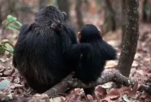 Images Dated 28th January 2004: Africa, East Africa, Tanzania, Gombe National Park, Female Chimpanzees sitting