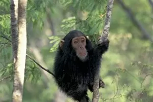 Africa, East Africa, Tanzania, Gombe NP Infant male chimpanzee (Pan troglodytes)