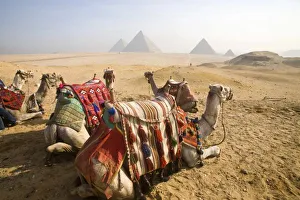 Images Dated 19th January 2009: Africa, Egypt
