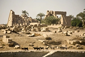 Images Dated 29th January 2009: Africa, Egypt