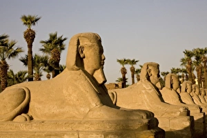 Images Dated 29th January 2009: Africa, Egypt