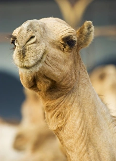 Images Dated 15th October 2004: Africa, Egypt