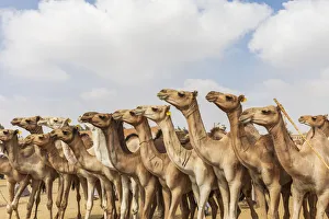 Africa, Egypt, Cairo, Birqash. October 5, 2018. Camels at the Souq al-Gamaal weekly camel
