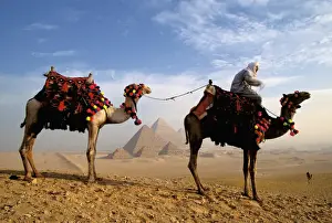 Cairo Prints: Africa, Egypt, Cairo, Giza. Camel and guide with Great Pyramids in background
