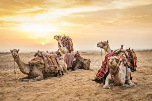Images Dated 27th December 2019: Africa, Egypt, Cairo. Giza plateau. Camels at the Great Pyramids of Giza