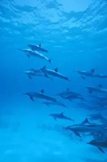 Pack Prints: Africa, Egypt, Red Sea. Spinner dolphins (Stenella longirostris)