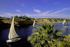 Nile River Prints: Africa, Egypt, Upper Egypt, Aswan. Feluccas sailing on the Nile River