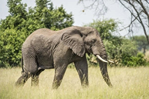Lee Klopfer Prints: Africa, Elephant