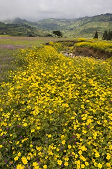 Ethiopia Collection: Africa, Ethiopia, Ethiopian Highlands, Western Amhara, meskel flowers, (Yadey abeba)