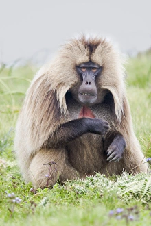 Ethiopia Collection: Africa, Ethiopia, Ethiopian Highlands, Western Amhara, Simien Mountains National Park