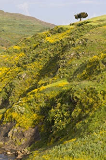 Ethiopia Collection: Africa, Ethiopia, Ethiopian Highlands, Western Amhara, meskel flowers, (Yadey abeba)