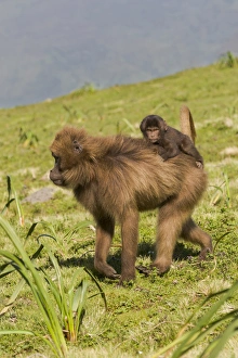 Ethiopia Collection: Africa, Ethiopia, Ethiopian Highlands, Western Amhara, Simien Mountains National Park
