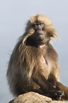 Ethiopia Collection: Africa, Ethiopia, Ethiopian Highlands, Western Amhara, Simien Mountains National Park