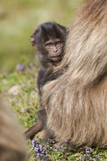 Ethiopia Collection: Africa, Ethiopia, Ethiopian Highlands, Western Amhara, Simien Mountains National Park