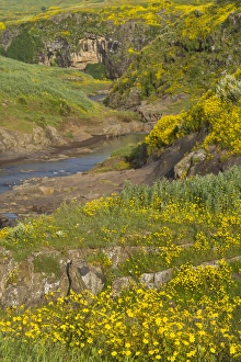 Ethiopia Collection: Africa, Ethiopia, Ethiopian Highlands, Western Amhara, meskel flowers, (Yadey abeba)