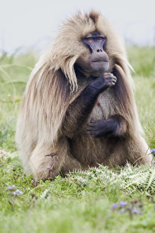 Ethiopia Collection: Africa, Ethiopia, Ethiopian Highlands, Western Amhara, Simien Mountains National Park