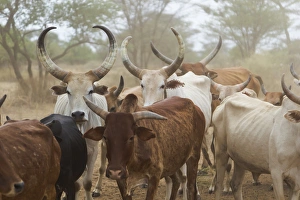 Africa, Ethiopia, Omo River Valley, South Omo, Hamer tribe