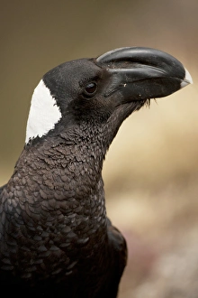Images Dated 26th February 2009: Africa, Ethiopia, Simien Mountains, Thick-billed Raven, Corvus crassirostris, portrait