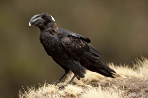 Ground Prints: Africa, Ethiopia, Simien Mountains, Thick-billed Raven, Corvus crassirostris, perched