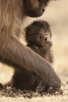 Africa, Ethiopia, Simien Mountains National Park, Gelada Baboon, Theropithecus gelada