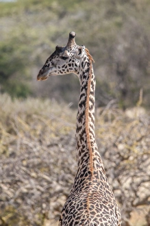 Giraffe Prints: Africa, Giraffe