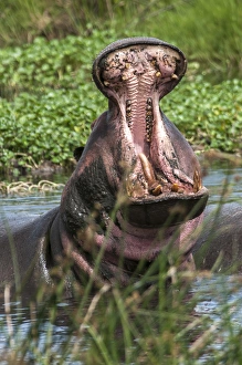 Teeth Prints: Africa, Hippo