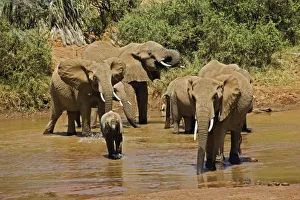 Images Dated 14th July 2005: Africa, Kenya