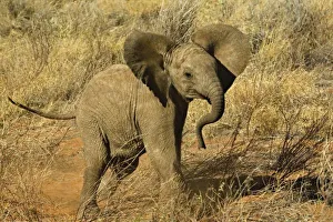 Images Dated 14th July 2005: Africa, Kenya