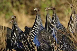 Africa, Kenya