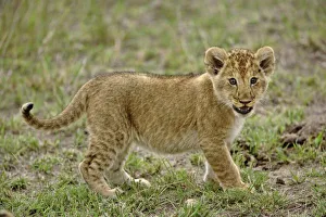 Africa, Kenya